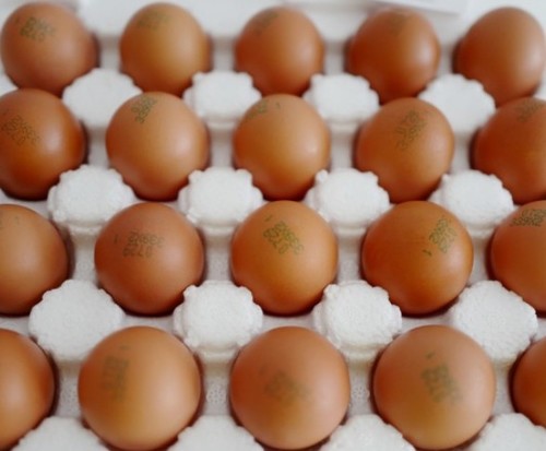계룡산/제주도 청정지역 농장에서 직접 보내드리는 무항생제 1%달걀 동물복제  유정란 20구